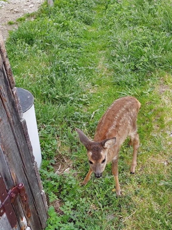 Apartmán Almstube Fritz Wald im Pinzgau Exteriér fotografie